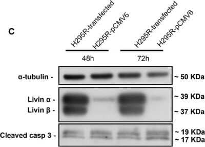 Western Blot: Livin Antibody [NB100-56145]
