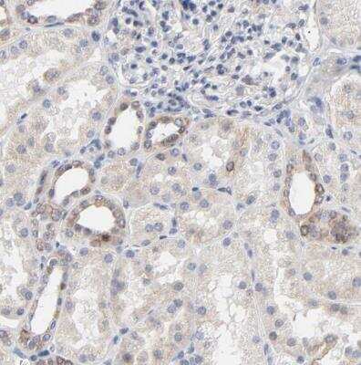 Immunohistochemistry-Paraffin: Lnx1 Antibody [NBP1-81300]