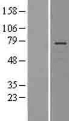 Western Blot: Lnx1 Overexpression Lysate [NBL1-12571]