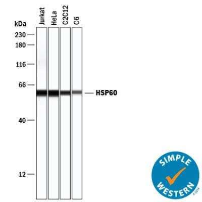 Simple Western: Loading Control (Simple Western) Antibody Pack [NBP3-06858]