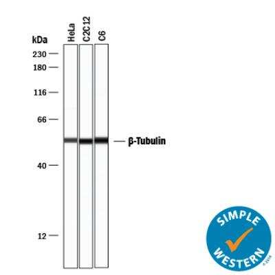 Simple Western: Loading Control (Simple Western) Antibody Pack [NBP3-06858]