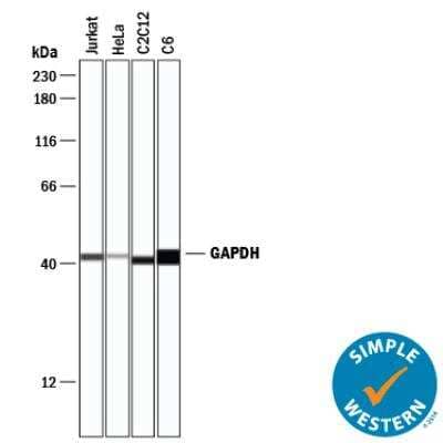 Simple Western: Loading Control (Simple Western) Antibody Pack [NBP3-06859]