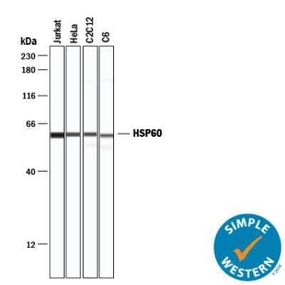 Simple Western: Loading Control (Simple Western) Antibody Pack [NBP3-06859]