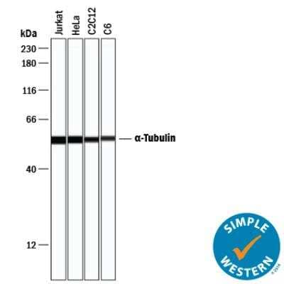 Simple Western: Loading Control (Simple Western) Antibody Pack [NBP3-06859]