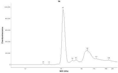 Simple Western: Loricrin Antibody [NBP1-33610]