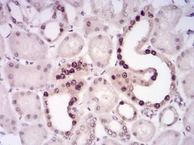 Immunohistochemistry-Paraffin: LRP-1 Antibody (1C8G6) - BSA Free [NBP2-52506]