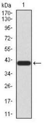 Western Blot: LRP-1 Antibody (1C8G6)BSA Free [NBP2-52506]