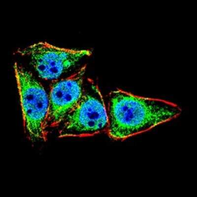 Immunocytochemistry/ Immunofluorescence: LRP-1 Antibody (1F6C6) - BSA Free [NBP2-52507]