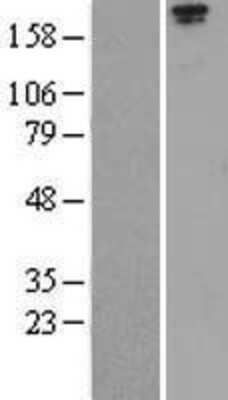 Western Blot: LRP-1 Overexpression Lysate [NBL1-12668]