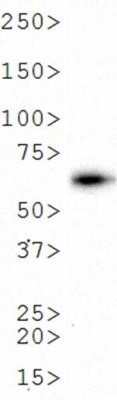 Western Blot: Luciferase Antibody (Luci 21 1-107)Azide and BSA Free [NBP2-80837]