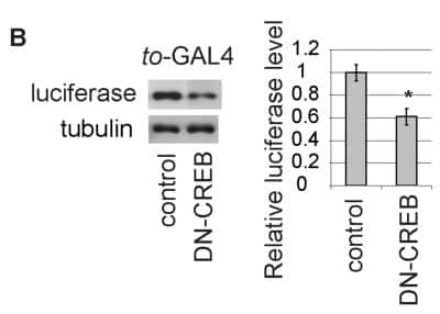 Western Blot: Luciferase Antibody (Luci 21 1-107)BSA Free [NB600-307]