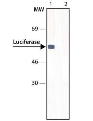 Western Blot: Luciferase Antibody [NB110-17348]