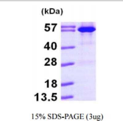 SDS-PAGE: Recombinant Firefly Luciferase His Protein [NBP1-48355]