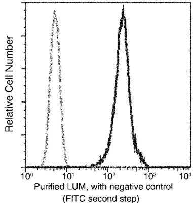 Flow Cytometry: Lumican Antibody (077) [NBP2-89941]