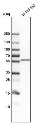 Western Blot: Lunapark Antibody [NBP1-80637]