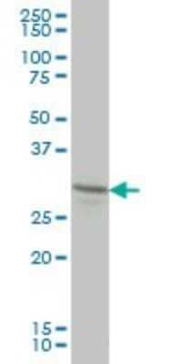 Western Blot: Lunatic Fringe Antibody (2D10-3C11) [H00003955-M01]