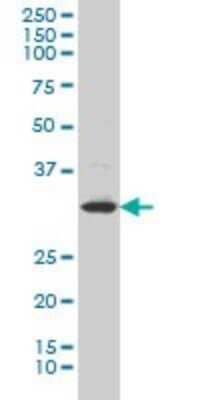 Western Blot: Lunatic Fringe Antibody (3D12) [H00003955-M06]