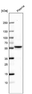 Western Blot: Lunatic Fringe Antibody [NBP2-39097]