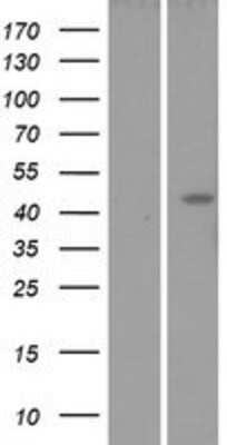 Western Blot: Lunatic Fringe Overexpression Lysate [NBP2-10630]