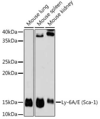 Western Blot: Ly-6A/E Antibody (4N5K2) [NBP3-15949]