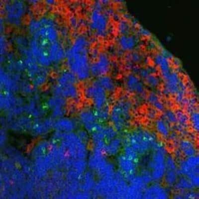 Immunocytochemistry/ Immunofluorescence: Ly-6B.2 Antibody (7/4) - BSA Free [NBP2-13077]