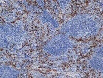 Immunohistochemistry-Frozen: Ly-6B.2 Antibody (7/4) - BSA Free [NBP2-13077]