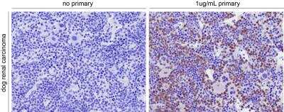 Immunohistochemistry-Paraffin: Ly-6B.2 Antibody (7/4) - BSA Free [NBP2-13077]