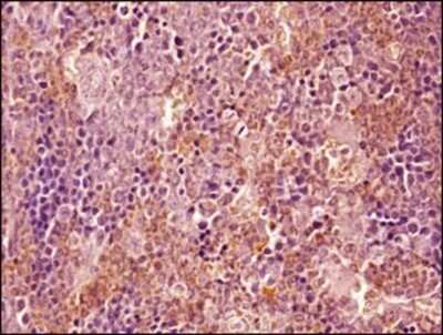 Immunohistochemistry-Paraffin: Ly-6G/Ly-6C Antibody (RB6-8C5) - Azide and BSA Free [NBP2-80838]