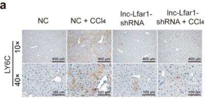 Immunohistochemistry: Ly-6G/Ly-6C Antibody (RB6-8C5) - BSA Free [NBP2-00441]
