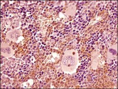Immunohistochemistry-Paraffin: Ly-6G/Ly-6C Antibody (RB6-8C5) - BSA Free [NBP2-00441]