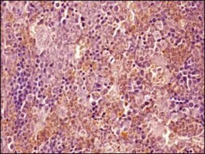 Immunohistochemistry-Paraffin: Ly-6G/Ly-6C Antibody (RB6-8C5) - BSA Free [NBP2-00441]