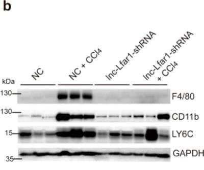 Western Blot: Ly-6G/Ly-6C Antibody (RB6-8C5)BSA Free [NBP2-00441]