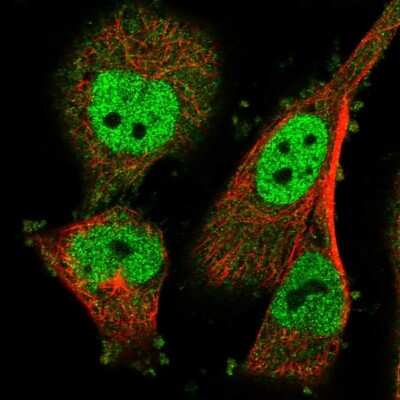 Immunocytochemistry/ Immunofluorescence: Ly-6G5C Antibody [NBP1-91160]