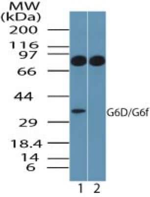 Western Blot: Ly-6G6F Antibody [NBP2-24668]