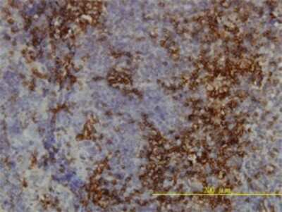 Immunohistochemistry-Paraffin: Ly-6H Antibody (3E10) [H00004062-M01]