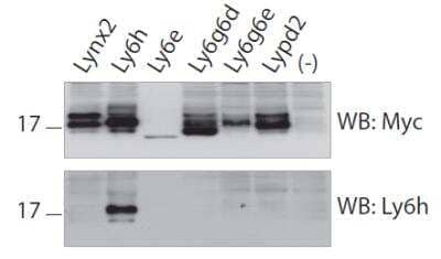 Western Blot: Ly-6H Antibody (3E10) [H00004062-M01]