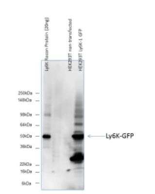 Western Blot: Ly6K AntibodyBSA Free [NBP2-24405]