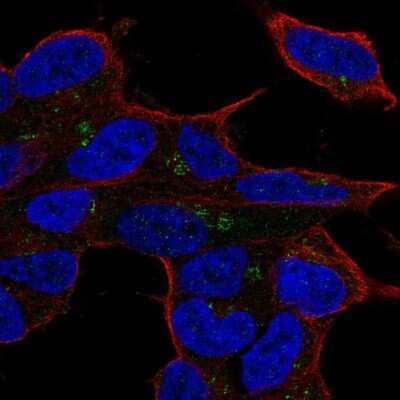 Immunocytochemistry/ Immunofluorescence: Lyl1 Antibody [NBP2-57910]