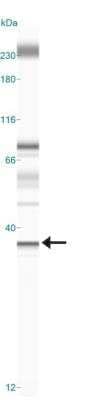 Simple Western: Lyl1 Antibody [NBP2-27188]