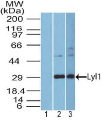 Western Blot: Lyl1 Antibody [NBP2-27188]