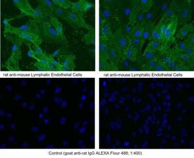 Immunocytochemistry/ Immunofluorescence: Lymphatic Endothelial Cells Antibody (LA102) - Azide and BSA Free [NB110-96416]
