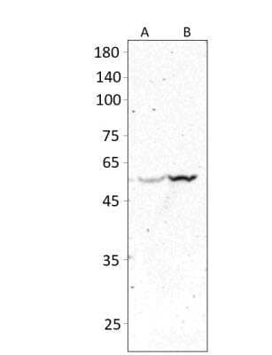 Western Blot: Lymphocyte Expansion Molecule Antibody [NBP3-12323]