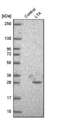 Western Blot: Lymphotoxin-alpha/TNF-beta Antibody [NBP1-87725]