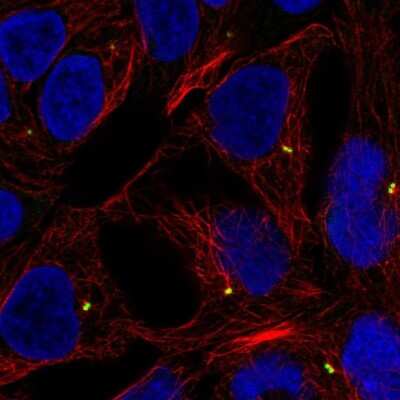 Immunocytochemistry/ Immunofluorescence: Lymphotoxin beta/TNFSF3 Antibody [NBP2-14207]