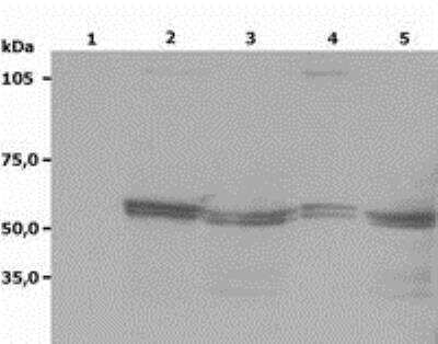 Western Blot: Lyn Antibody (LYN-01)BSA Free [NB500-519]