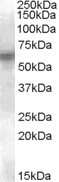 Western Blot: Lyn Antibody [NB100-93453]