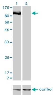 Western Blot: Lyp/PTPN22 Antibody (4F6) [H00026191-M01]
