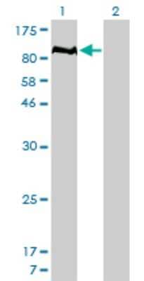 Western Blot: Lyp/PTPN22 Antibody (4F6) [H00026191-M01]