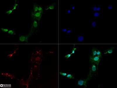 Immunocytochemistry/ Immunofluorescence: Lysine (K)-specific Demethylase 3A/KDM3A/JMJD1A Antibody (1E12) - Azide and BSA Free [NBP2-80839]