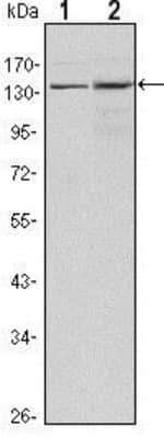 Western Blot: Lysine (K)-specific Demethylase 3A/KDM3A/JMJD1A Antibody (1E12)Azide and BSA Free [NBP2-80839]